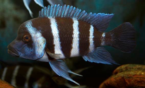 Cyphotilapia gibberosa 'Tembwe Deux'